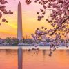 Sunset Cherry Blossom Washington Monument Paint By Numbers