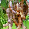 Tamarind Plant Paint By Numbers