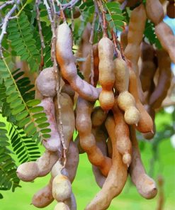 Tamarind Plant Paint By Numbers