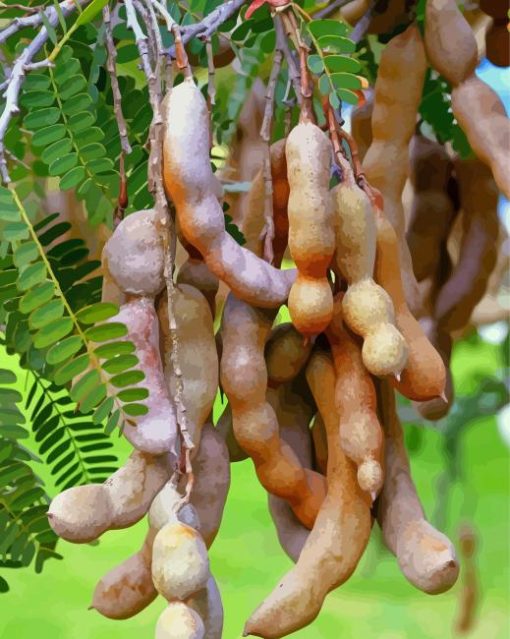 Tamarind Plant Paint By Numbers