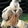 The Himalayan Vulture Bird Paint By Numbers