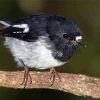 Tomtit Bird Paint By Numbers