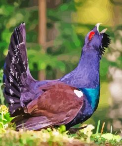Western Capercaillie Bird Paint By Numbers