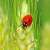 Wheat And Ladybug Paint By Numbers