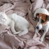 White Cat And Jack Russell Paint By Numbers