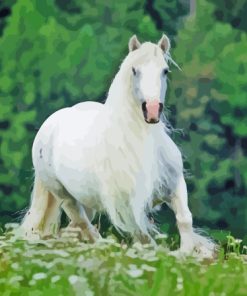 White Cob Horse Paint By Numbers