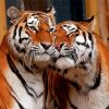 Wild Tigers In Love Paint By Numbers