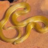 Yellow Snake Paint By Numbers