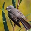 Fantail Bird Paint By Numbers