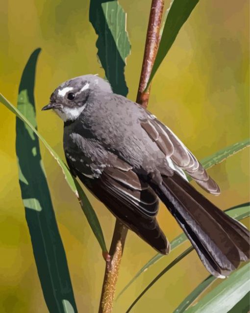 Fantail Bird Paint By Numbers