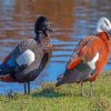 Paradise Shelduck Paint By Numbers