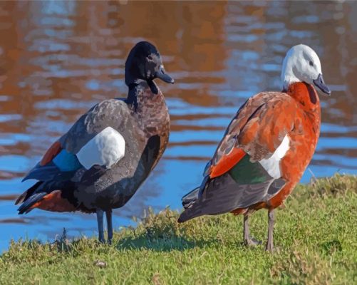 Paradise Shelduck Paint By Numbers