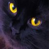 Black Cat Eyes Paint By Numbers