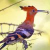 Hoopoe African Bird Paint By Numbers