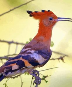 Hoopoe African Bird Paint By Numbers