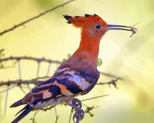 Hoopoe African Bird Paint By Numbers