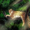 Leopard In Tree Paint By Numbers