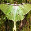 Moon Moth Paint By Numbers