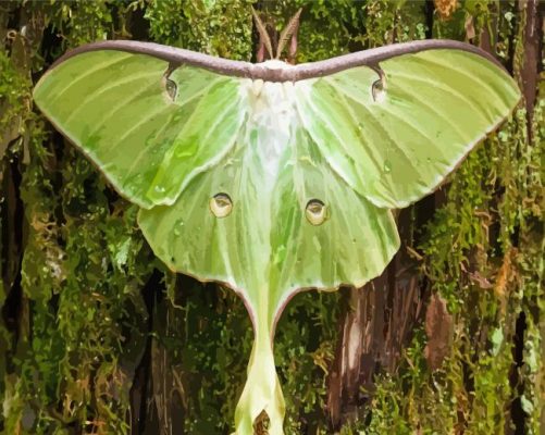 Moon Moth Paint By Numbers