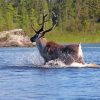Moose Animal In Lake Paint By Numbers