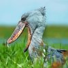 Shoebill Head Paint By Numbers