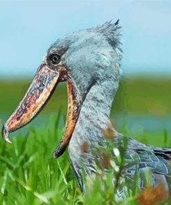 Shoebill Head Paint By Numbers