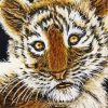 Baby Face Tiger Art Paint By Numbers