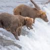 Two Brown Bears In Waterfall Paint By Numbers