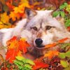 Wolf With Autumn Leaves Paint By Numbers