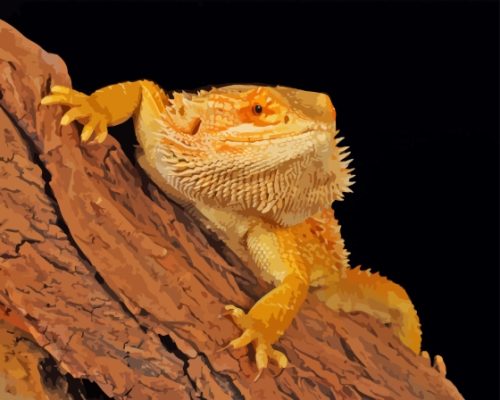 Bearded Dragon Paint By Numbers