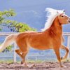 Haflinger Horse Paint By Numbers