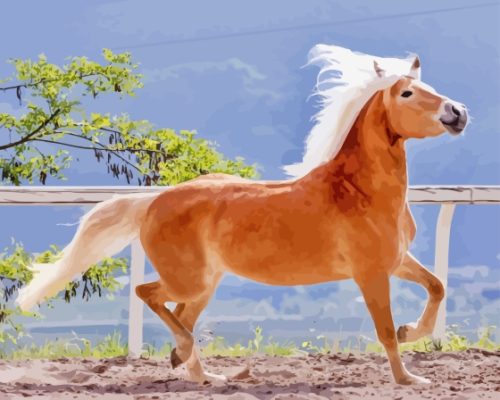 Haflinger Horse Paint By Numbers