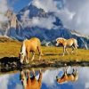 Haflinger Horses Water Reflection Paint By Numbers