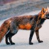 Melanistic Fox Animal Paint By Numbers