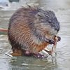 Muskrat Animal Paint By Numbers