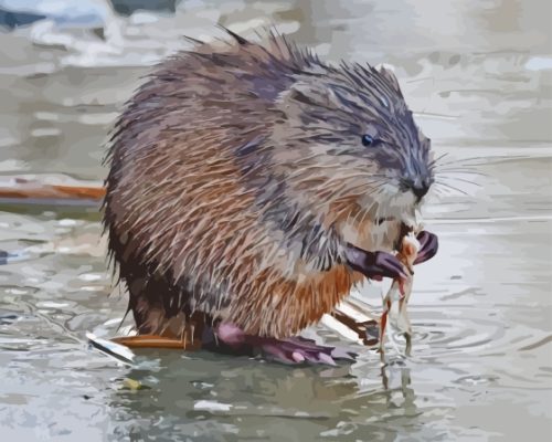 Muskrat Animal Paint By Numbers