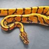 Orange Ball Python Paint By Numbers