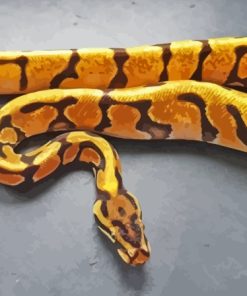 Orange Ball Python Paint By Numbers