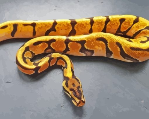 Orange Ball Python Paint By Numbers