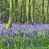 Woodland Bluebell Paint By Numbers