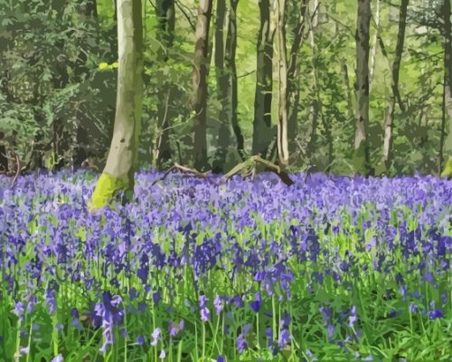 Woodland Bluebell Paint By Numbers