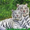 Albino Tigers Paint By Numbers