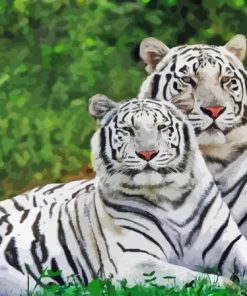 Albino Tigers Paint By Numbers