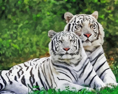 Albino Tigers Paint By Numbers