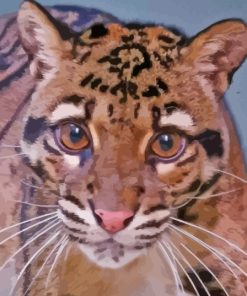 Baby Clouded Leopard Paint By Numbers