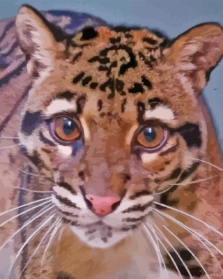 Baby Clouded Leopard Paint By Numbers