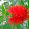 Bottle Brush Flower Paint By Numbers