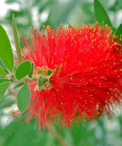 Bottle Brush Flower Paint By Numbers