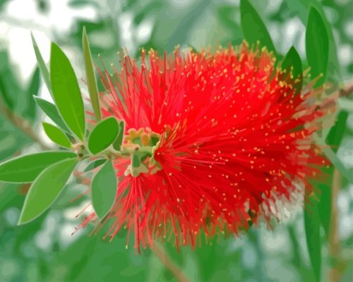 Bottle Brush Flower Paint By Numbers