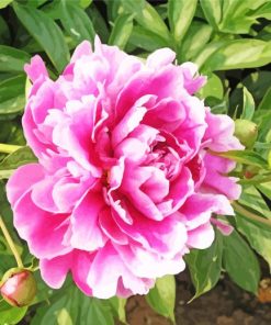 Common Peony Paint By Numbers